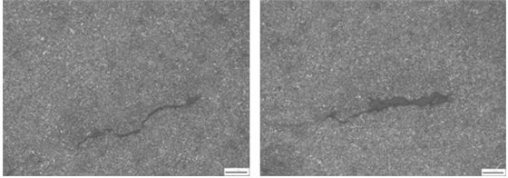 硫化物夾雜及內裂紋
